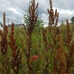 Rumex aquaticus 果