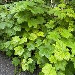 Rubus parviflorus 整株植物