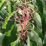 Cornus controversa Fruit