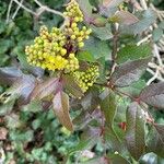 Berberis repens Virág