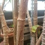 Begonia reniformis Kéreg