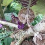 Solanum quitoense Fruto