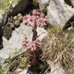 Sempervivum marmoreum 花