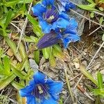 Gentiana acaulis Flor