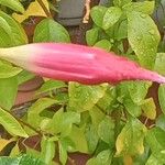 Mandevilla sanderi 花