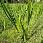 Acorus calamus Blatt