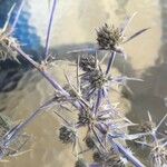 Eryngium creticum ফুল