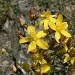 Hypericum linariifolium 花