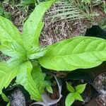 Cordia collococca Leaf