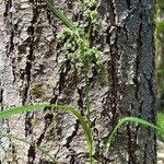 Scirpus atrovirens Kwiat