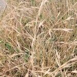 Bromus arvensis Blomma