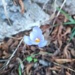 Crocus pulchellus 花