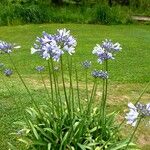 Agapanthus africanus عادت