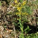 Solidago caesia Kvet