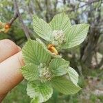 Sorbus ariaYaprak