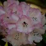 Rhododendron pachytrichum Λουλούδι