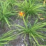 Hemerocallis middendorffii Maua