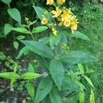 Lysimachia vulgarisFlor