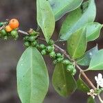 Tricalysia longituba Fruto