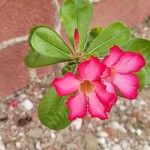 Adenium obesumBlomma