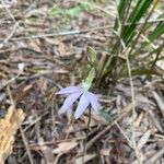 Caladenia catenata Flower