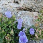 Campanula incurva Flors