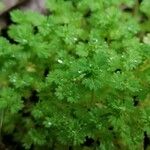 Alchemilla arvensis Лист