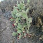 Opuntia littoralis Plod