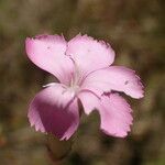 Dianthus godronianus Kwiat