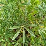 Lupinus sericeus Yaprak