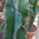 Euphorbia abyssinica Corteza