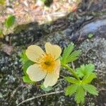 Trollius laxus Virág