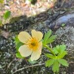 Trollius laxus Kvet