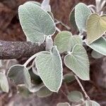 Sideritis nervosa Leaf