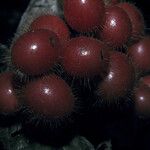 Cordia nodosa Frucht