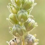 Linaria micrantha Квітка