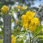 Senna pendula Blomst