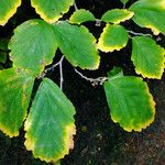 Hamamelis virginiana Blad