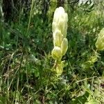 Castilleja sulphurea Cvet