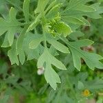 Romneya coulteri برگ