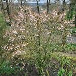 Prunus incisa Natur