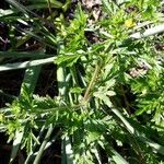 Potentilla supina Leaf