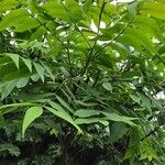 Carya illinoinensis Folha