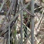 Prunus scoparia Corteza