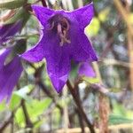 Campanula trachelium Квітка