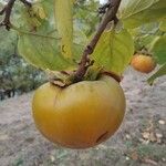 Diospyros kaki Fruit