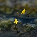 Utricularia subulata Habitus