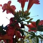 Campsis grandiflora Flor