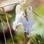 Dicentra canadensis Blomst