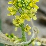 Dichasianthus runcinatus Λουλούδι